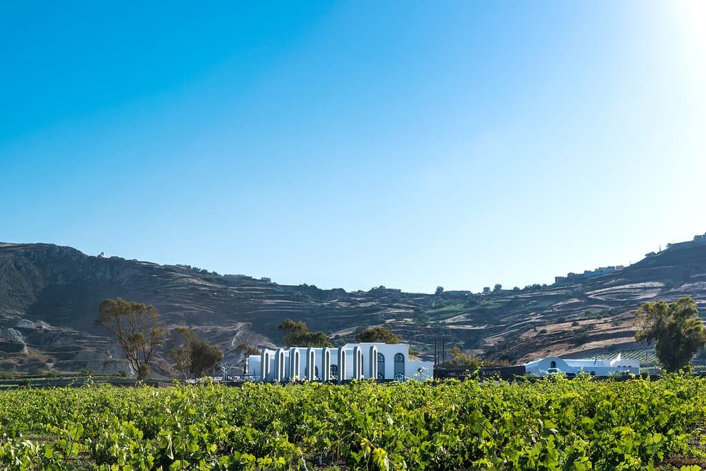 Our vineyards