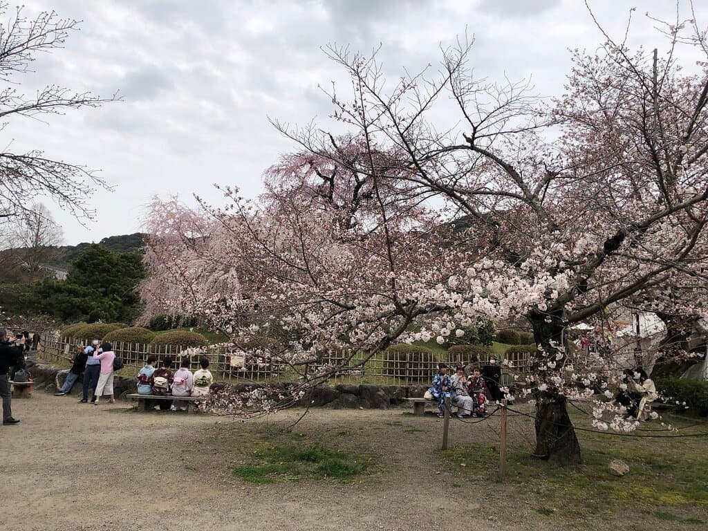 公園の真ん中に、素晴らしいしだれ桜がありました