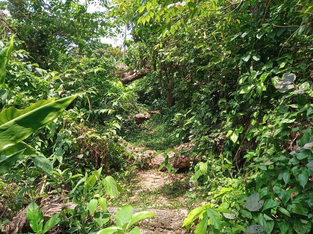 Chintamoni Kar Bird Sanctuary