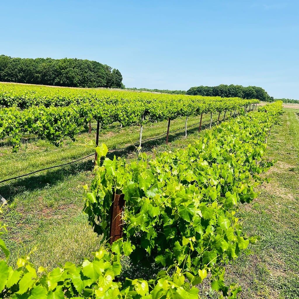 The Vineyards 