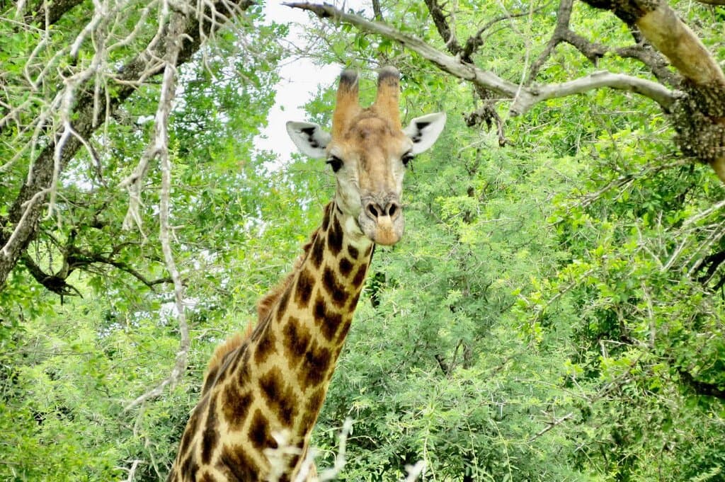 Giraffe