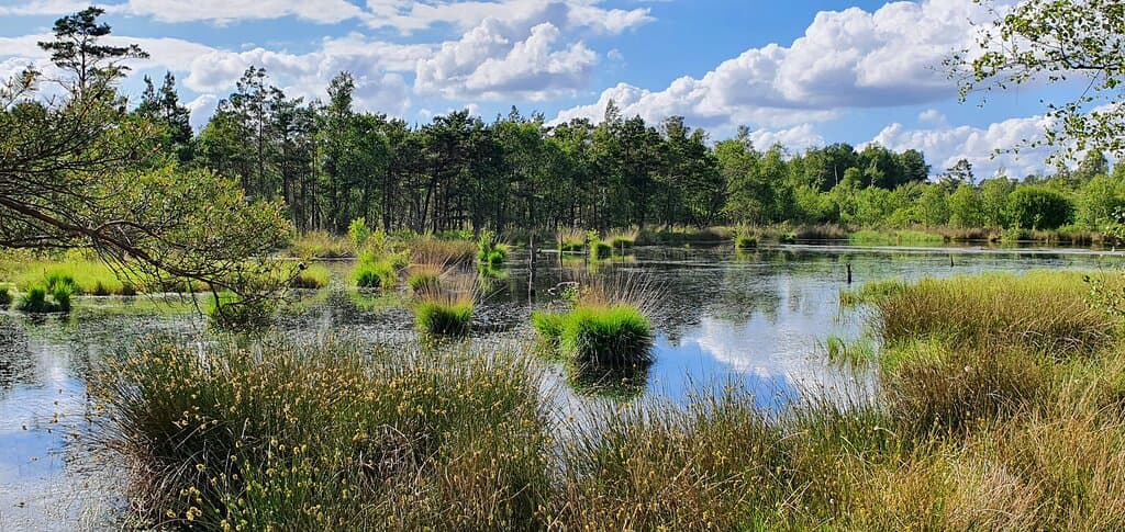 Pietzmoor Lüneburg Heath