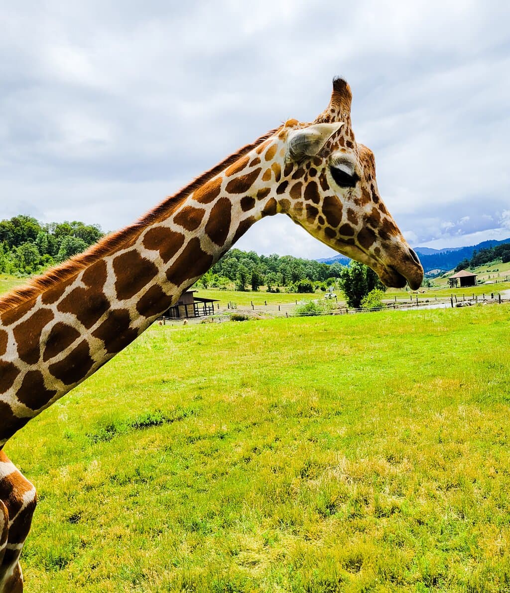 Wildlife Safari Winston