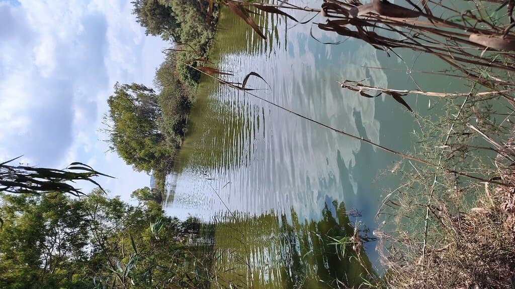 Alexander Stream National Park Turtle Bridge