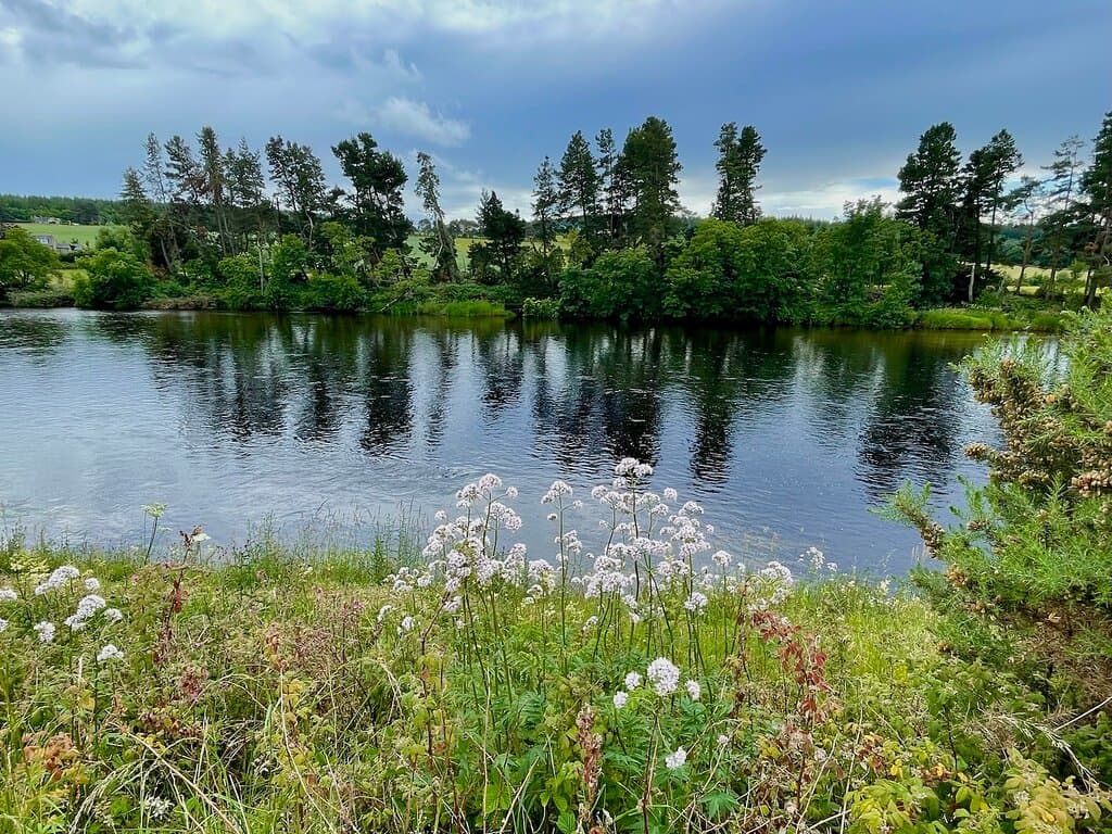 The path bordering the riverside is lush with a variety of wildflowers and ferny foliage.