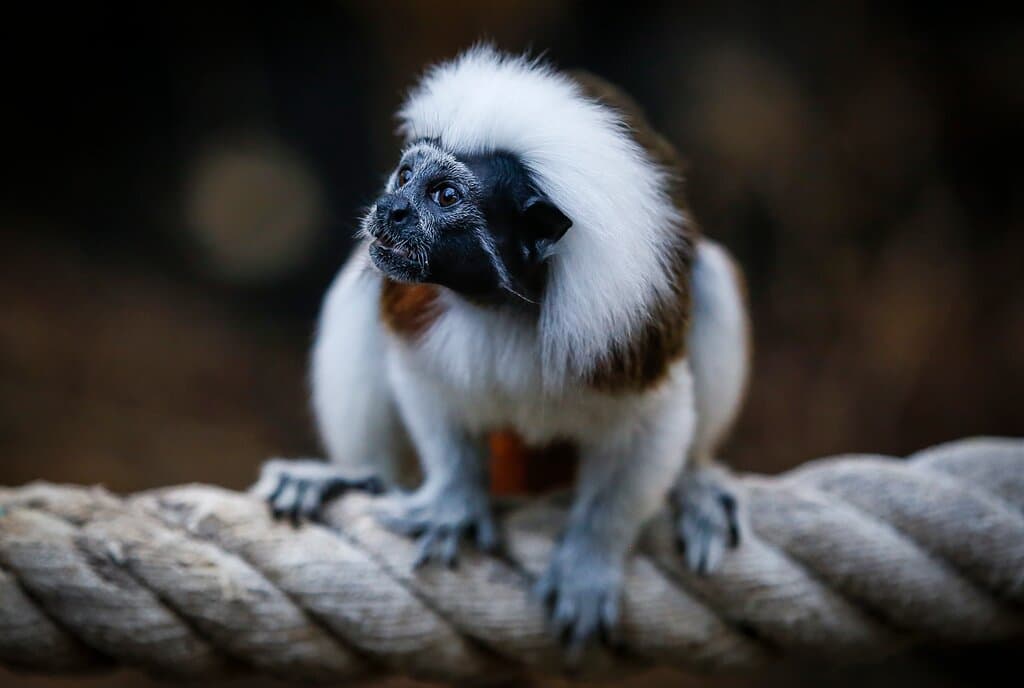 Cotton Top Tamarin in Creature Corner