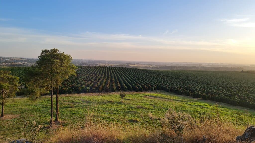 Fazenda Tozan Monte d'Este