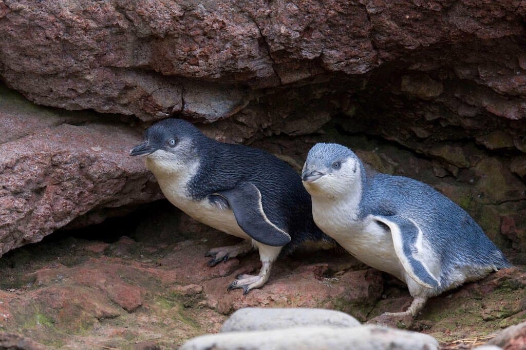 Pohatu Penguin Tours