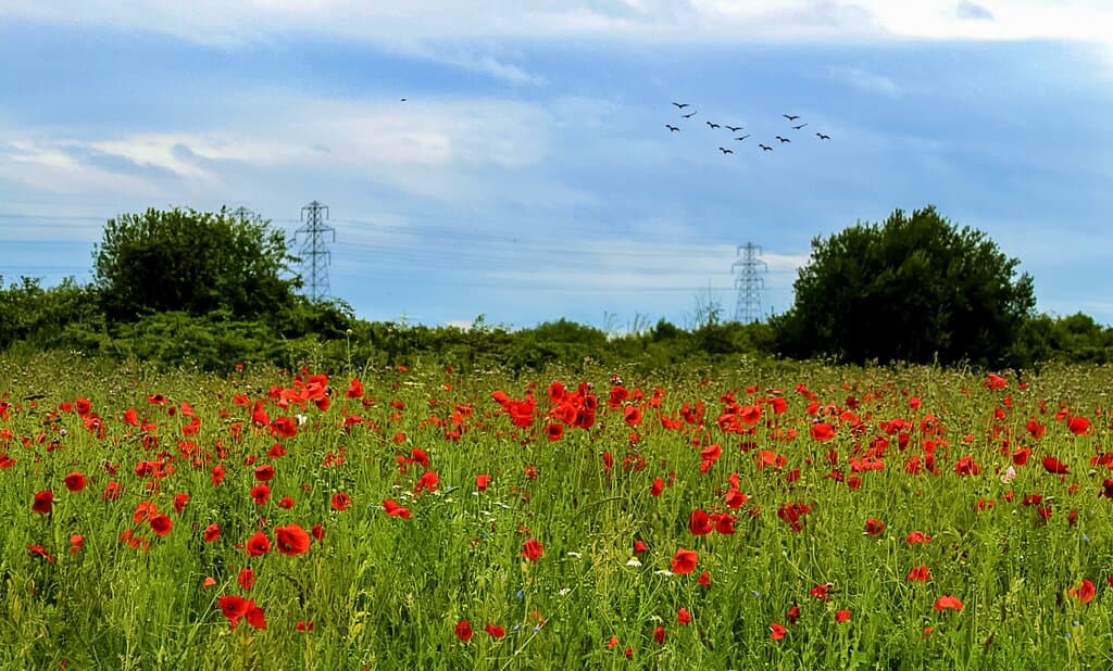 Padgate meadows 24/07/2022 By Jacqui Hampson