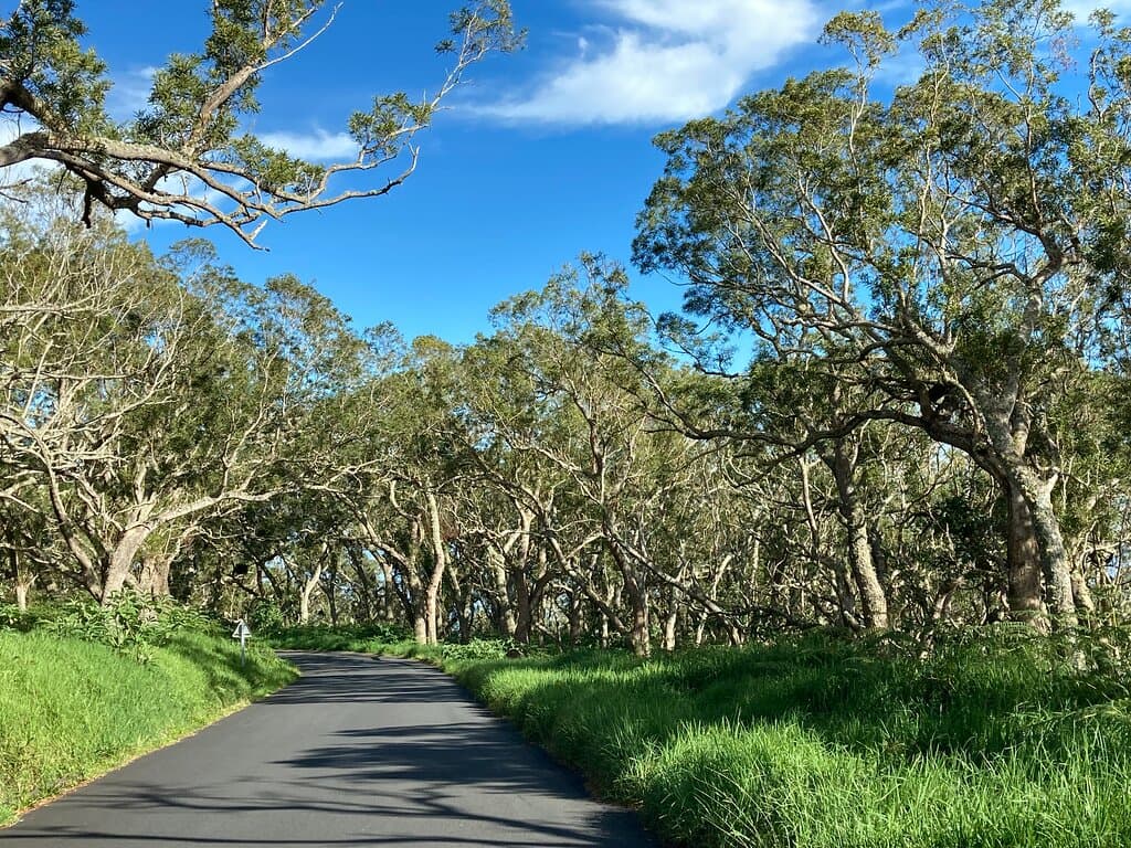 Saint-Paul - Réunion - Route Forestière  des Tamarins