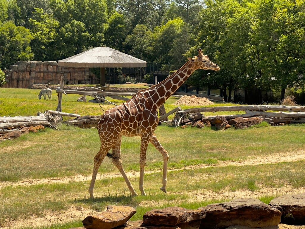 Caldwell Zoo Tyler Texas