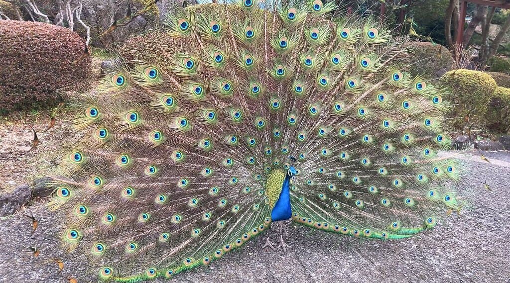 春限定。クジャクのディスプレイ