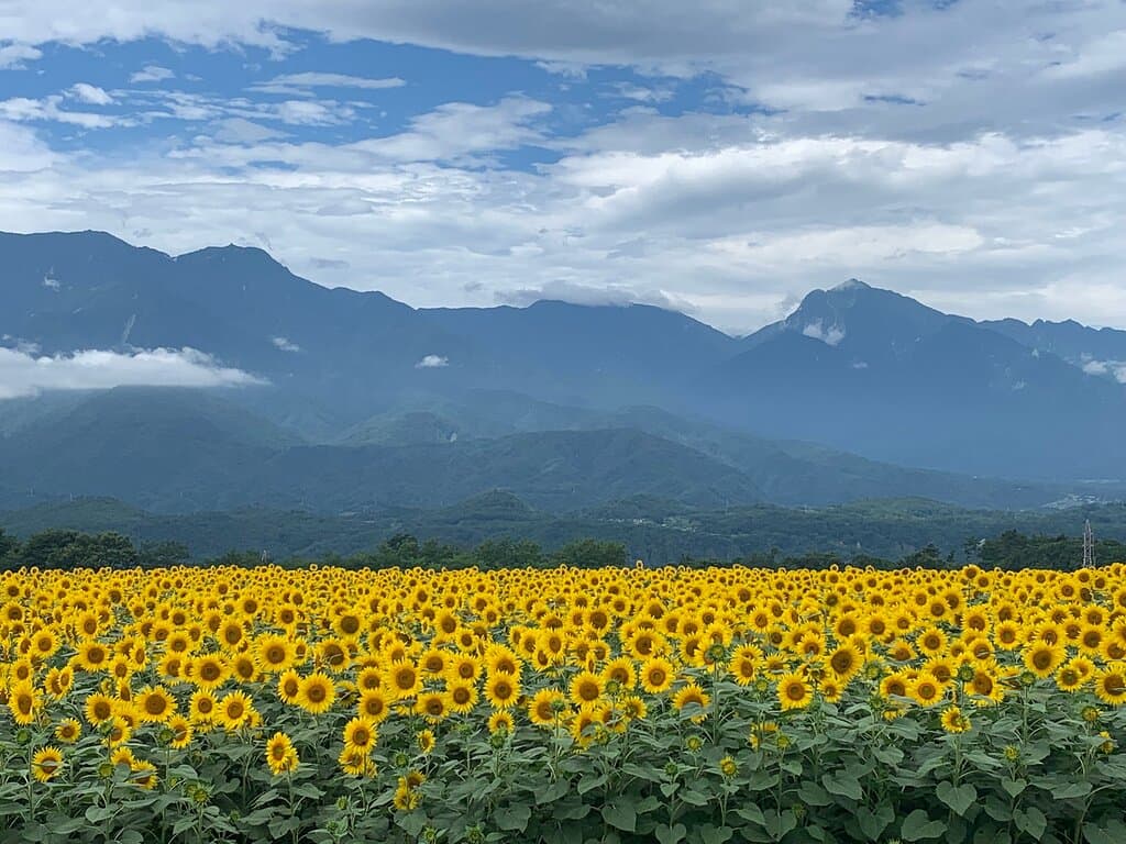 Akeno Sunflower Field