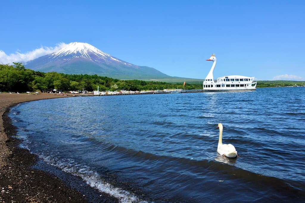 白鳥が湖面に