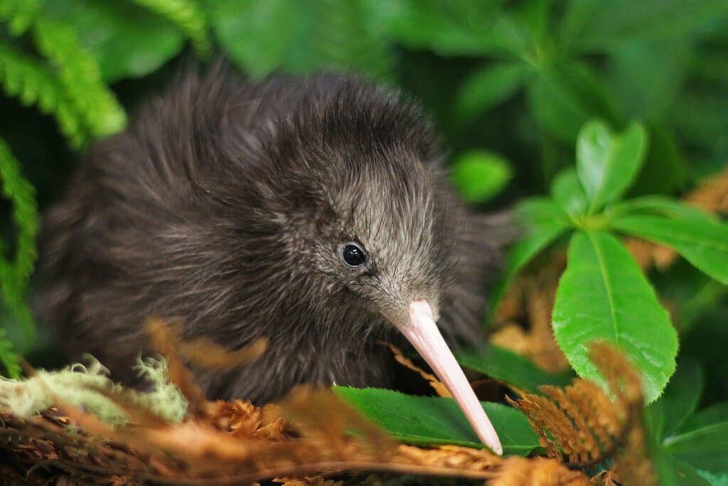 North island brown kiwi