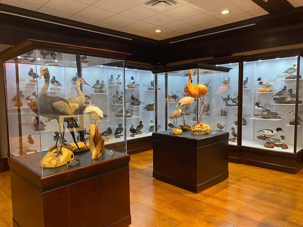 more birds