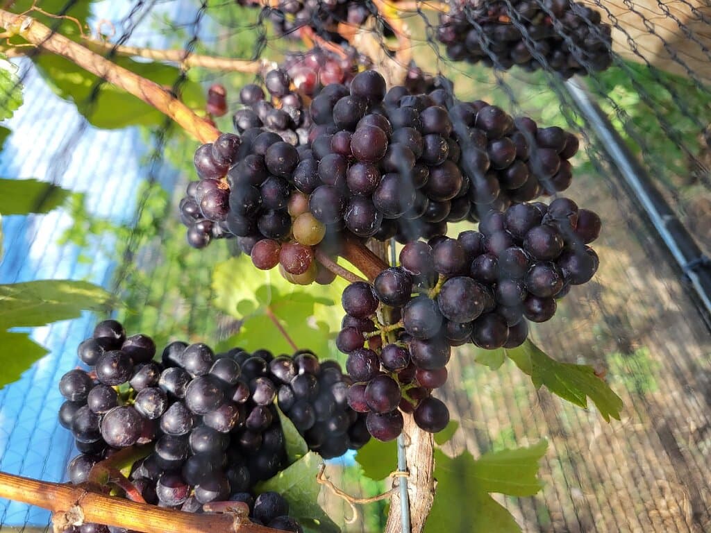 Black Swift Vineyards