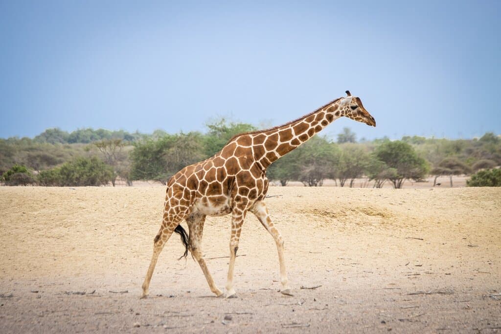 Arabian Wildlife Park Sir Bani Yas Abu Dhabi