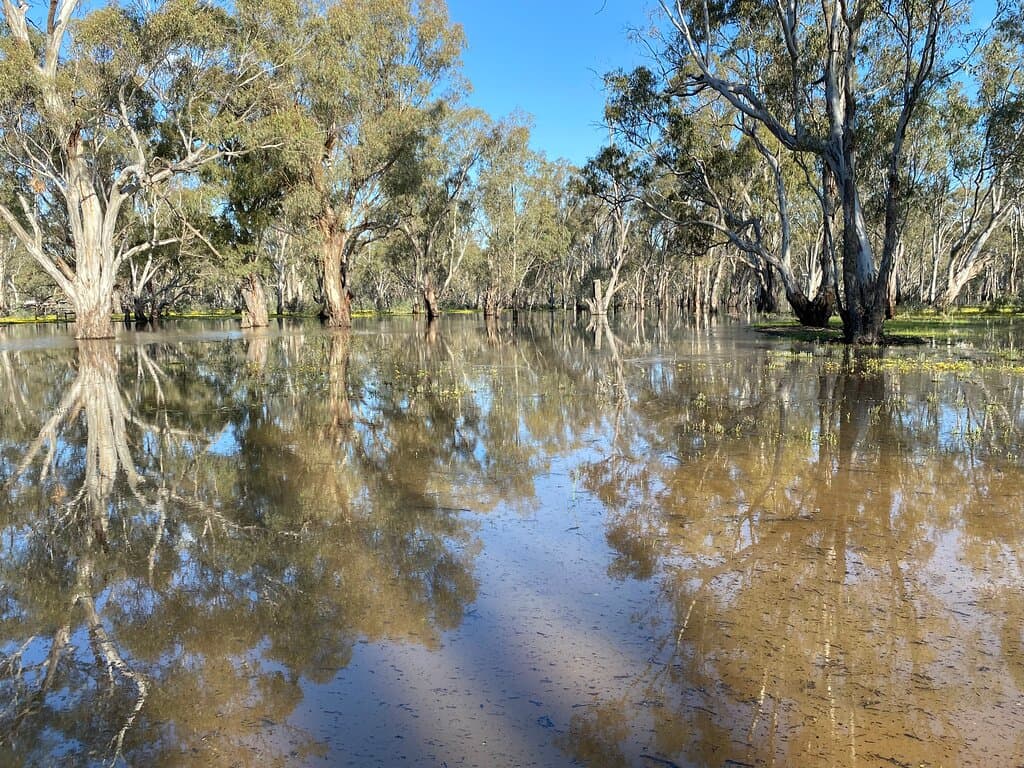 Barmah National Park