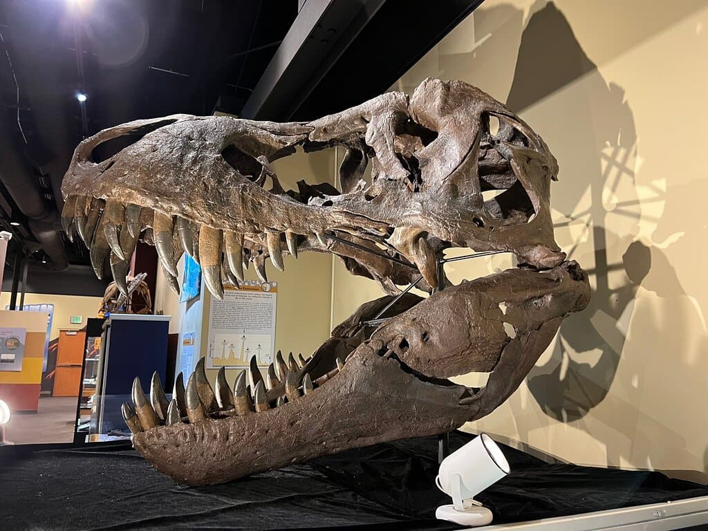 Weis Earth Science Museum