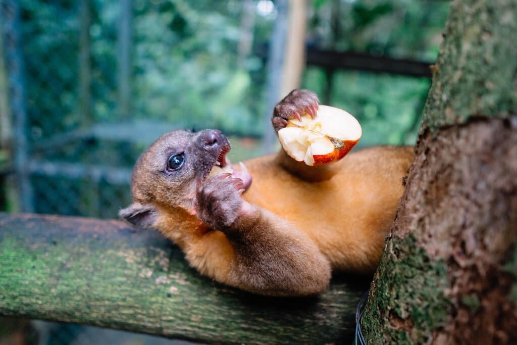 One of our cute Kinkajou eating it's food.