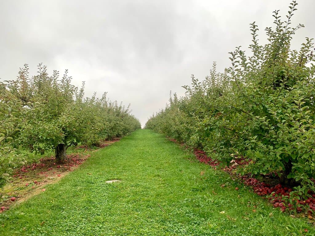 Carter Hill Orchard