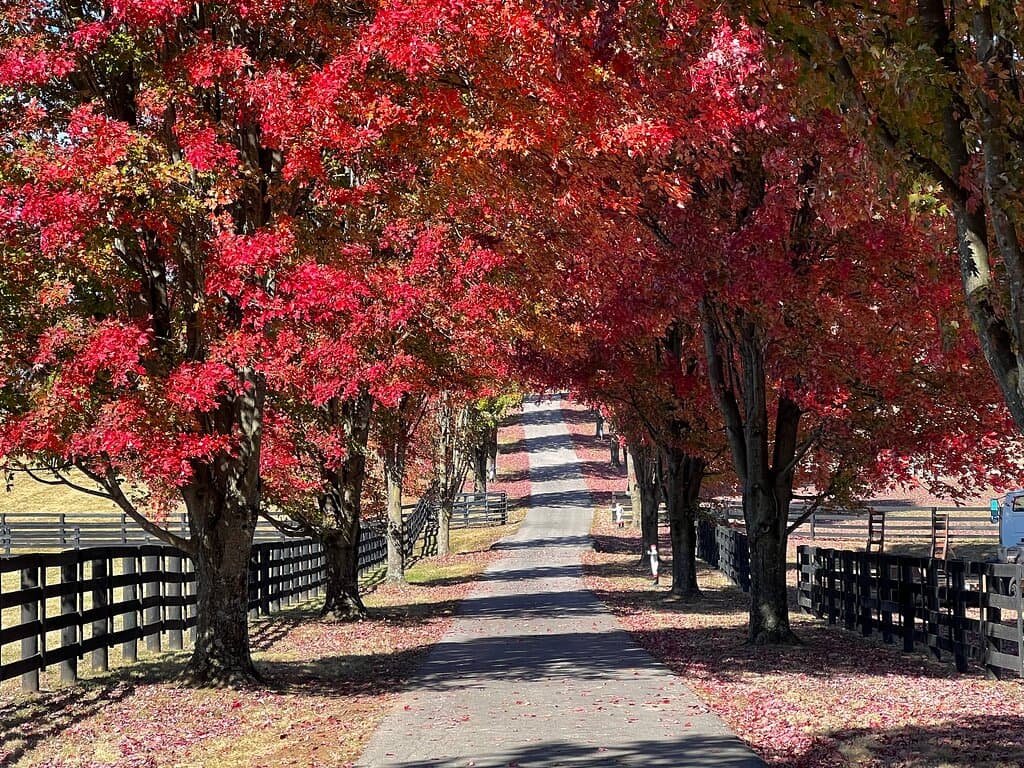 Old Friends Thoroughbred Retirement Farm
