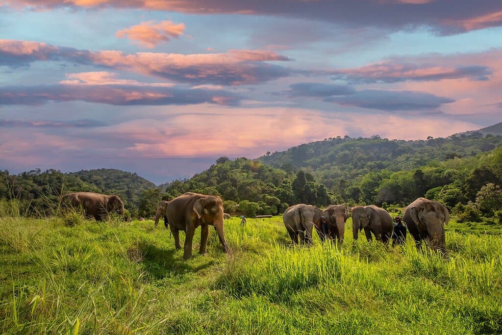 Visit Bukit Elephant Sanctuary