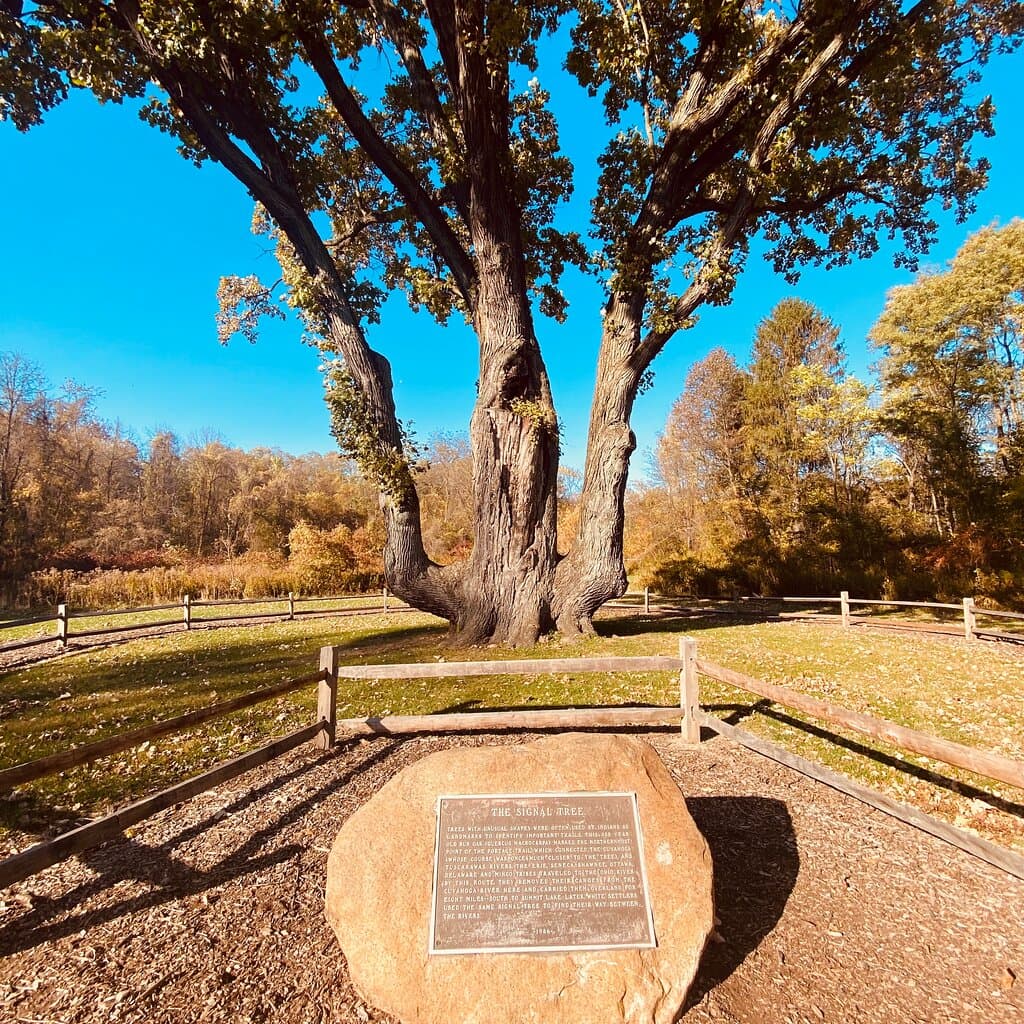 Signal Tree