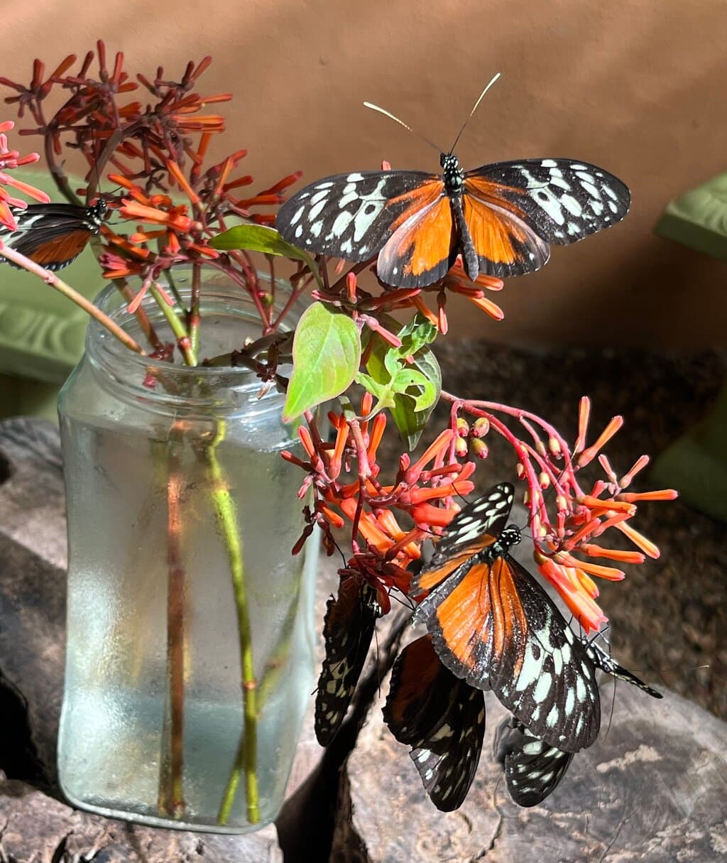 Green Hills Butterfly Ranch San Ignacio Belize