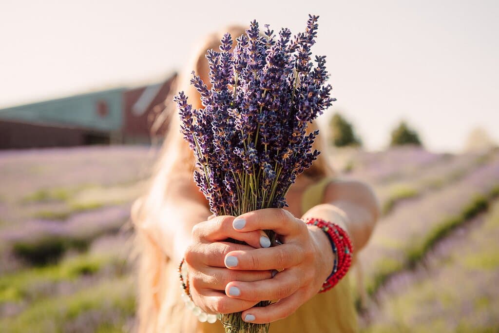 Cut your own Lavender! 