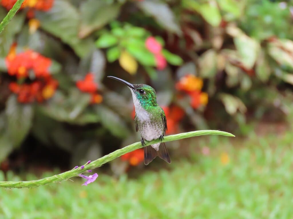 White chested Emerald