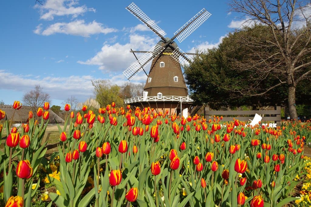 アイスチューリップ