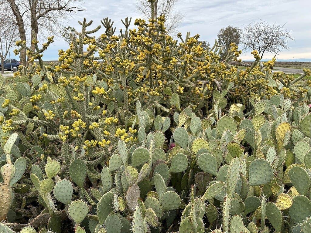 Colonel Allensworth State Historic Park