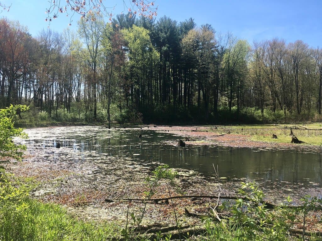 Hawthorn Park