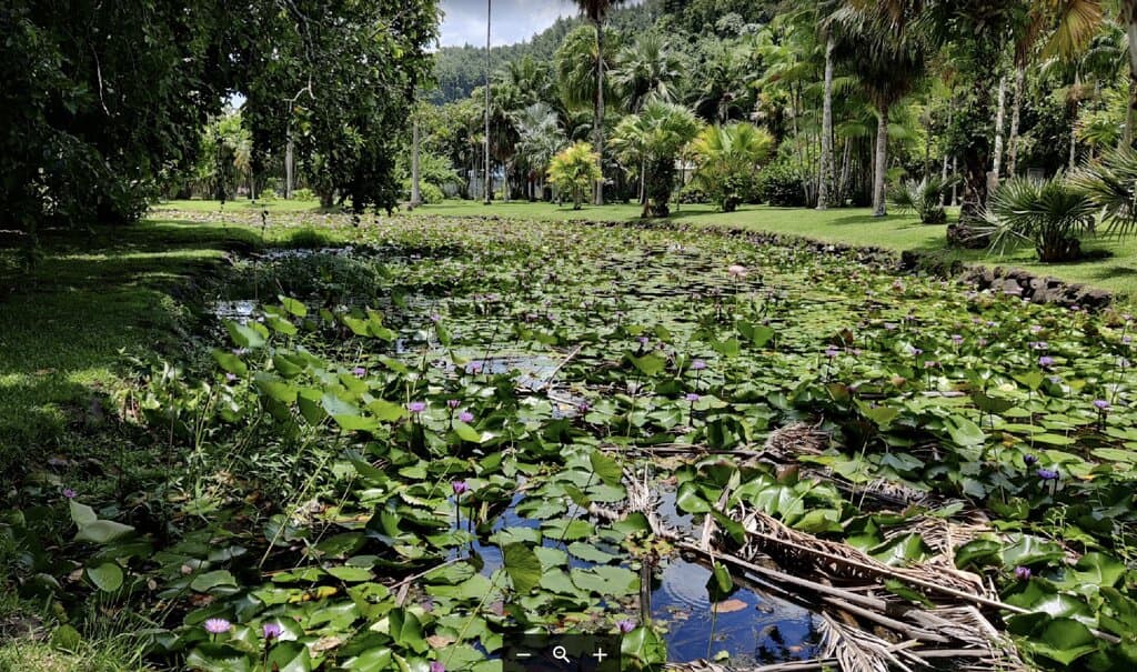 One of the ponds at the garden.