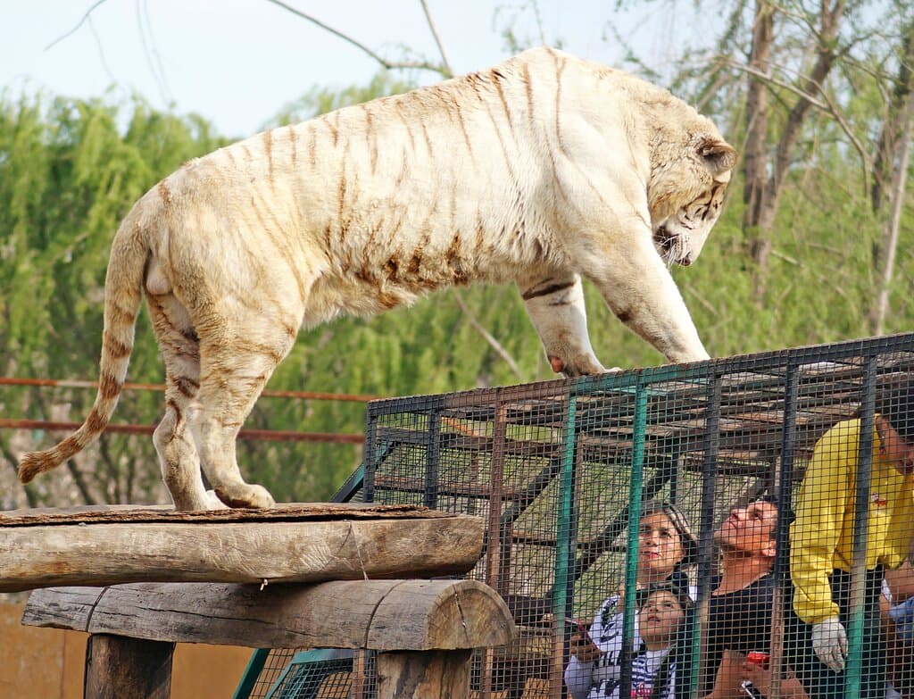 Safari de grandes felinos, interacción con tigre