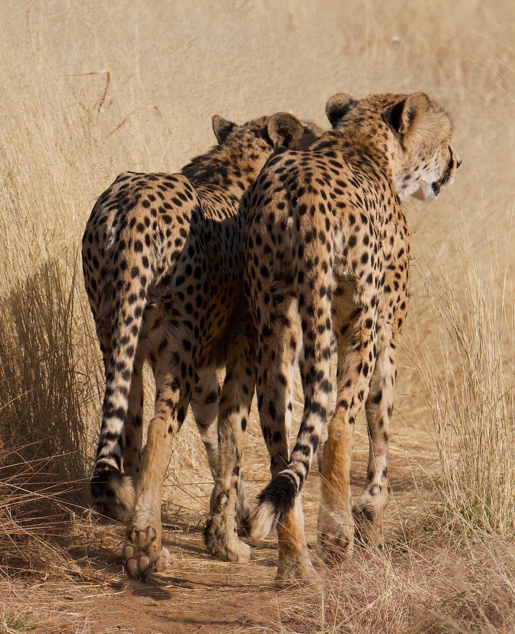 Brothers
