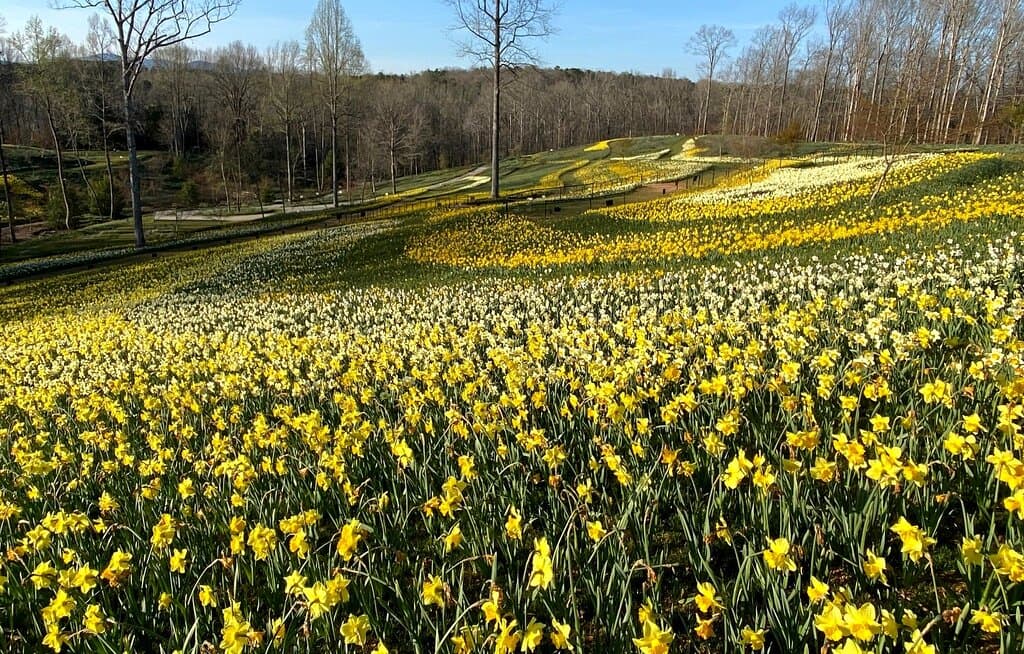 Waves of daffodils cover the hills.