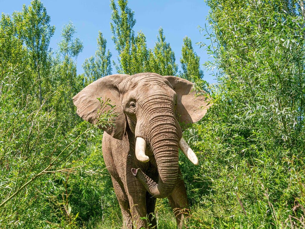 Shaka the Elephant enjoying the willow plantation