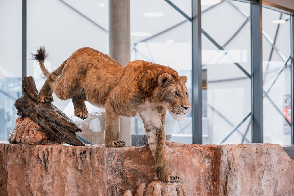 Speleon - Centre Of Subterranean Heritage
Entrance hall