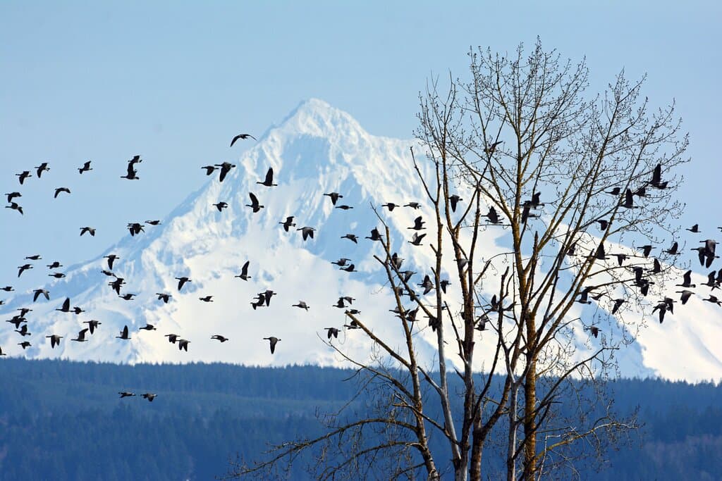 Canada Geese flight across snowy Mt. Hood, March 2023