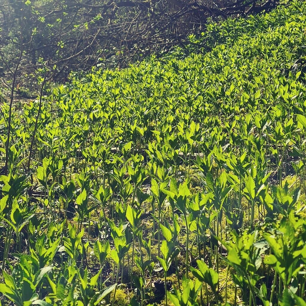 Wren's Nest National Nature Reserve
