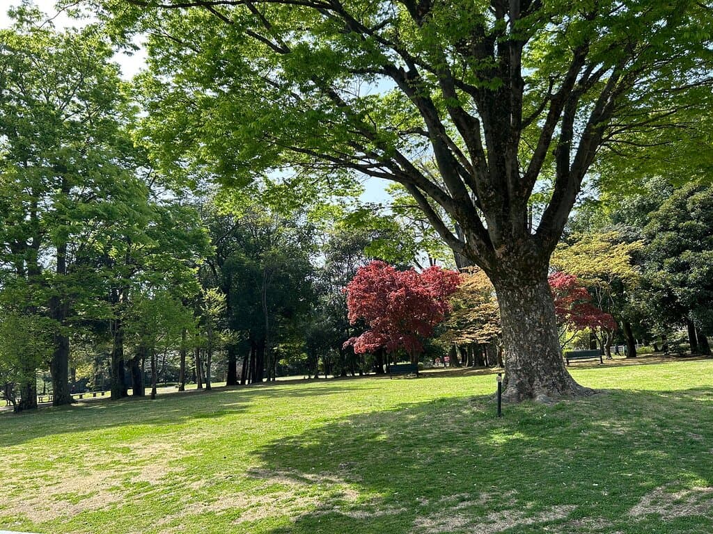 いつもは近代美術館の催し物を目当てにドライブするのですが、ただいま近隣の道路も施設も工事中でした。 休館の中も公園はウォーキングやサイクリングをする人で賑わっていました。 整備された森はウォーキングに最高です。 空気も綺麗だし大木の景色、木漏れ日、どれも癒されます。