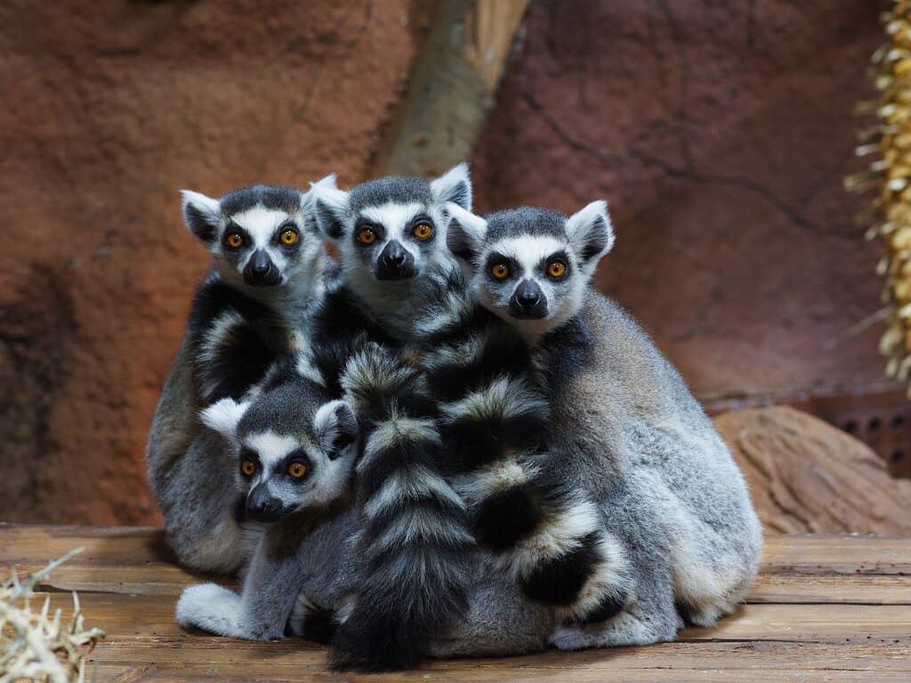 Ring-tailed lemurs in our Madagascar exhibit