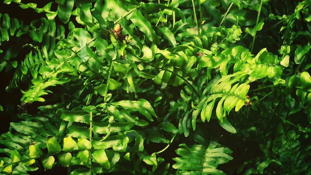 Maija Tammi - Empathy Machine