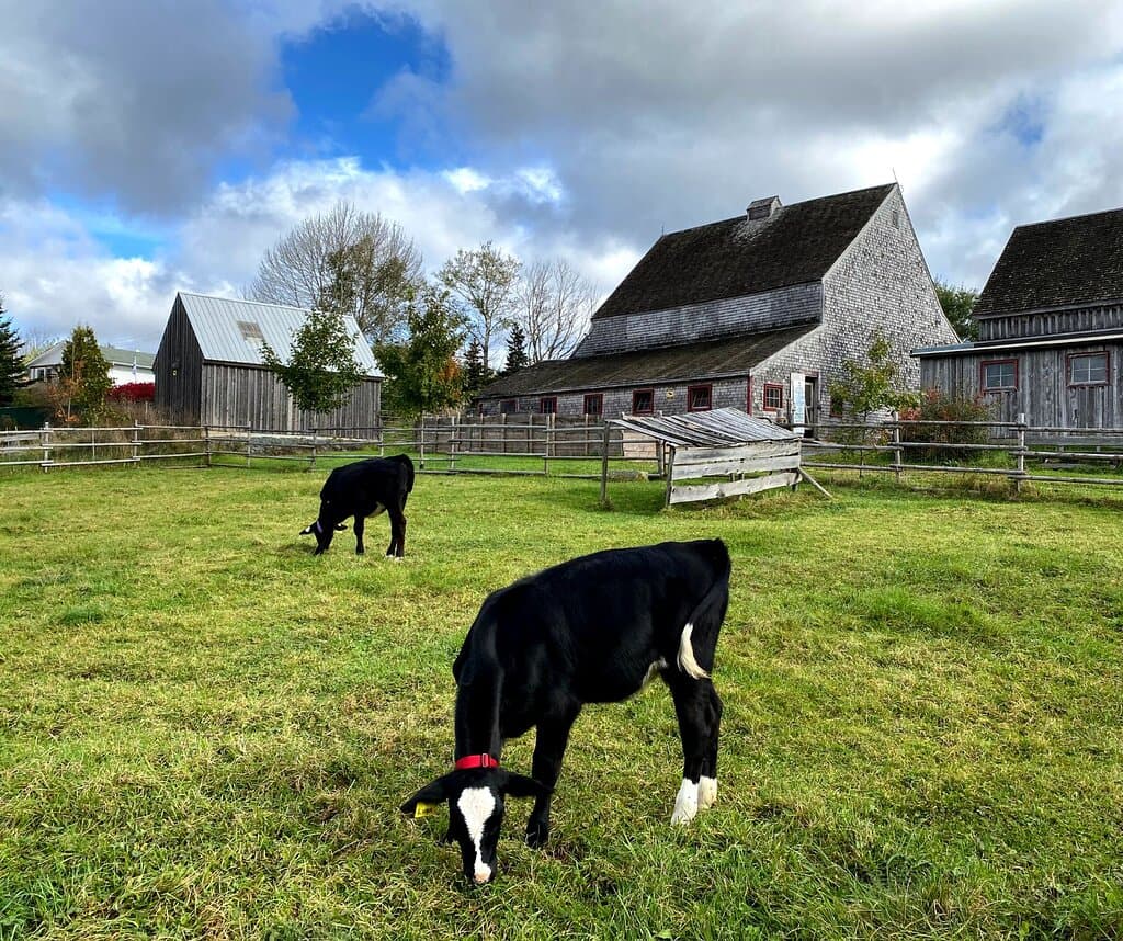 Visit our farm animals in the barns or pastures throughout the summer!

Photography: CHHFM
