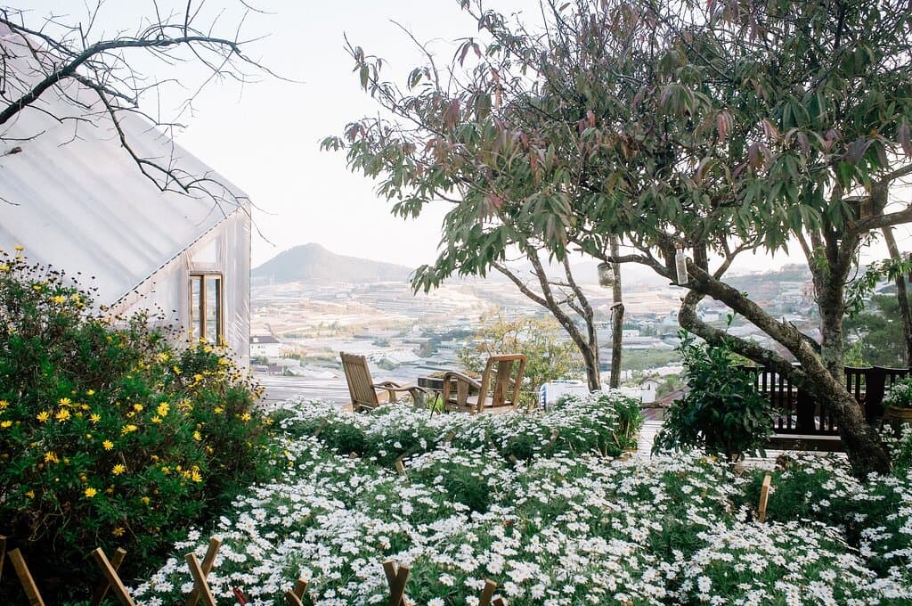 with out daisy garden