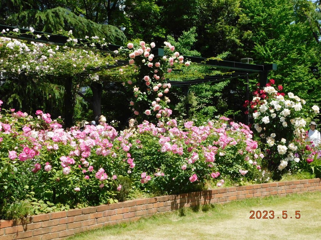 香りのローズガーデン 景観一例 2023年5月5日撮影