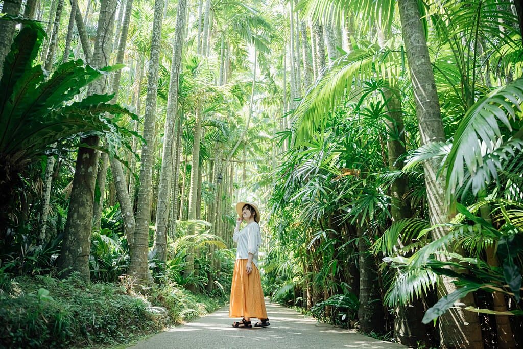 長い年月をかけてつくられたユスラヤシ並木が見れるのは、ここ東南植物楽園だけ。見逃せないパワースポットです。